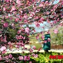 홍매화 이미지