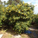 유자향기 이미지