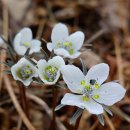 남해-삼동-삼동-비-1 | [#8]2026년 봄마중_삼동 출강천 변산바람꽃 만개 '26.3.1(일)