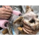 쿨펫 양·한방 동물병원 이미지