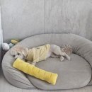 프롬율무 이미지