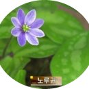 우리나라 산에 산나물 종류 간추려 보기 이미지