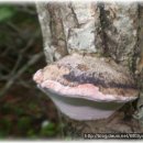 참나무 매기생버섯(식용불가) 이미지