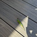 [하와이 여행] 빅아일랜드 DAY2 - 베이 뷰 코나커피농장/푸나루우 블랙 샌드비치/하와이 화산국립공원...