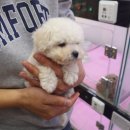 펫하임 강아지 고양이 이미지