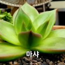 마샤 - 청주시 상당구 용정로38번길 27-19 | 마샤