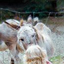 펫츠온더포인트 이미지