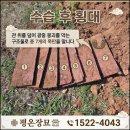 포천 묘지개장 생장수습 현장기록 &amp; 생장은 왜 발생할까? 이미지
