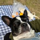 구갈레스피아 이미지