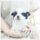 아름다운인연 | 대구강아지분양샵에서 웰시코기 데리고 왔어요