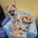 설화약국 | 블챌 그리고 장염^^