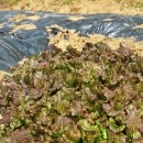 창평농장 이미지