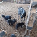 솔잎목장 이미지