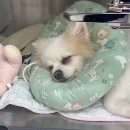 아띠 동물의료센터 이미지