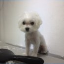샤워앤독 이미지