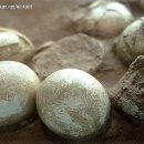 공룡화석지 이미지