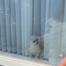 카카오 이미지