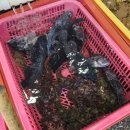 망양정 해물칼국수 이미지