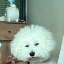 허니비아트미술학원 | 4월 추구미 신신애코어🎀🩷
