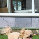 개귀여워 이미지