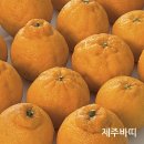 바띠에 | 아이들 간식 제철 과일 추천, 제주바띠 제주 한라봉 5kg