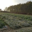 서리농장 이미지