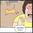 길 고양이 그냥 집에서 키우세요. 동물보호단체 진짜 내로남불 클라스.... 이미지