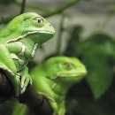 청개구리 이미지