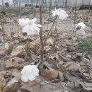 개화농장 이미지