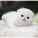 고양이 Daum카페