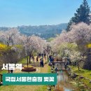 국립서울현충원 유품전시관 | 국립서울현충원 벚꽃 서울 벚꽃 명소 봄나들이 개화 실시간 데이트