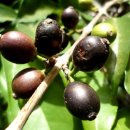 리온커피 이미지