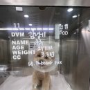 맥스동물병원 | 부산 강아지 슬개골 수술 | 대연동 동물 병원 | 슬개골 수술 후기 | 슬개골탈구