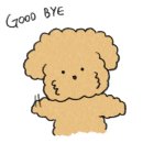 진접애견미용 이미지