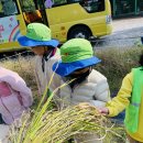 [텃밭활동]벼가 무럭무럭 자랐어요!🌾🌾 이미지