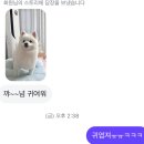 꼬순 | 동탄 강아지 오픈형 미용실 봄이가 1년 넘게 다니는 꼬순