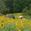 해바라기-청춘(1) 이미지