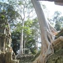 캄보디아... ＜따프롬 사원＞ (나무사원) 이미지