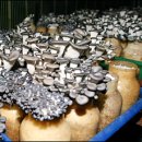 버섯 병재배 배지 특성 계산으로 생산비 절감 가능 이미지