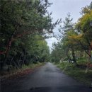 강촌 삼거리 | 춘천 강촌, 남이섬 카페 / 디저트 맛집 리버뷰카페 [하이드온부쉬]