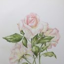 색연필 보태니컬 아트 이미지