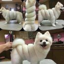 꼬이꼬이 이미지