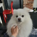 예쁘개# 애견미용실 이미지