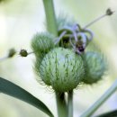 벌들을 즐겁게 해주는 귀여운 꽃...밀크위드 (milkweed) 이미지