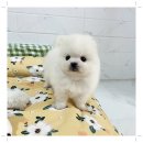 광주강아지분양 애견분양 마마스미독 광주점 이미지