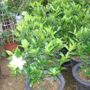 향기나무 이미지