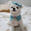 스튜디오에스펙트 | 꼴레트멍멍 강아지 고양이 스카프 모자 액세서리 에스펙트 구매 후기