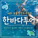 거북이 | 세부·보홀 한바다 호핑투어 추천 :: 발리카삭 돌고래·거북이 스노클링 후기