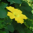 수세미 (sponge gourd, Luffa cylindrica) 이미지