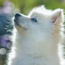 복슬강아지 이미지